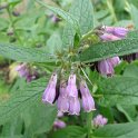 Symphytum officinale var.purpureum fleur